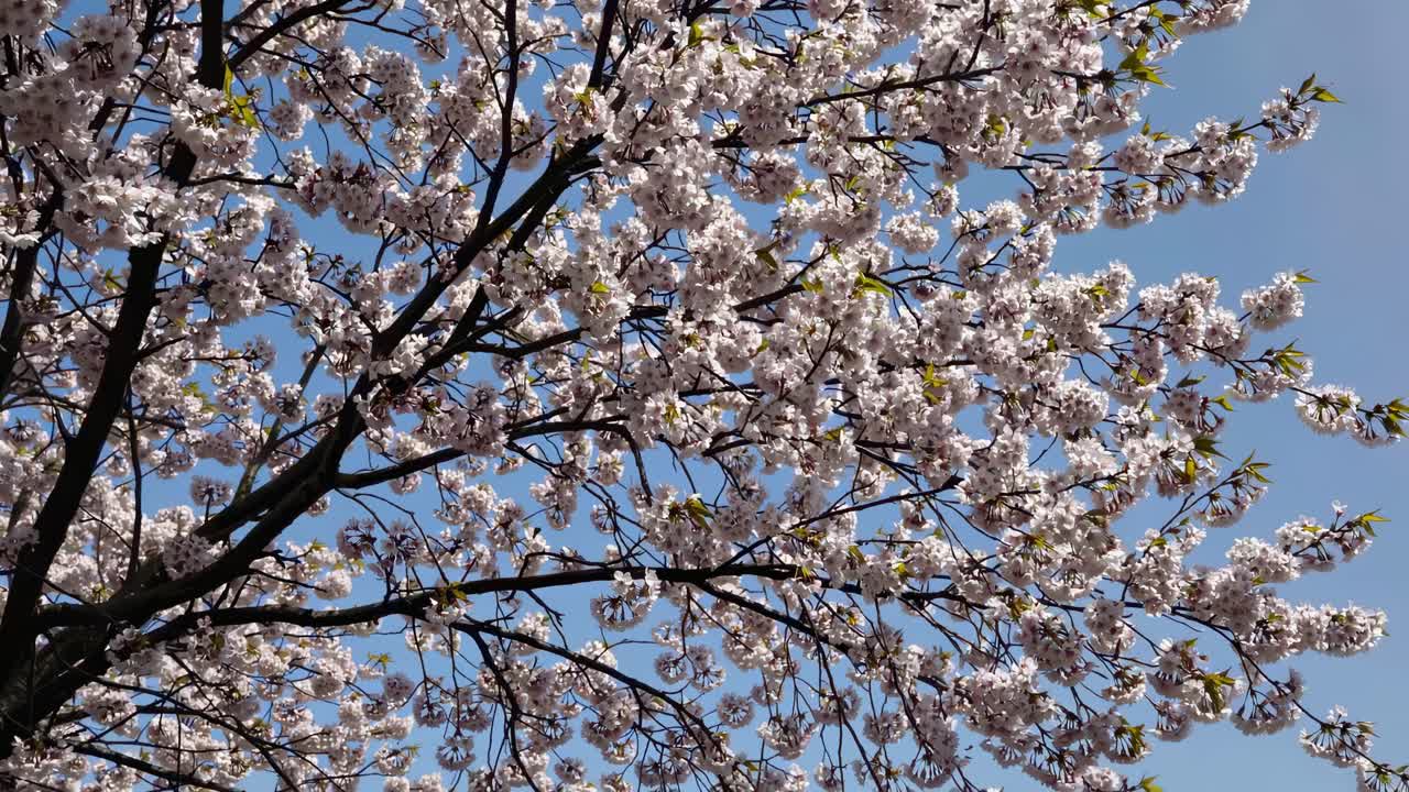 Un video da un angolo basso cattura i fiori di ciliegio su un cielo azzurro limpido, evidenziandone la delicatezza