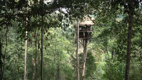 Plano-General-De-Una-Gran-Casa-En-Un-árbol-En-La-Jungla-De-La-Experiencia-De-Los-Gibones-En-Laos.