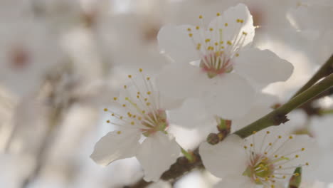 close up of white spring blossoms