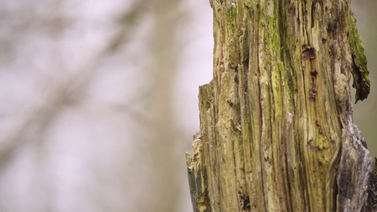 Slow motion woodpecker perched on vertical tree trunk in forest woodland