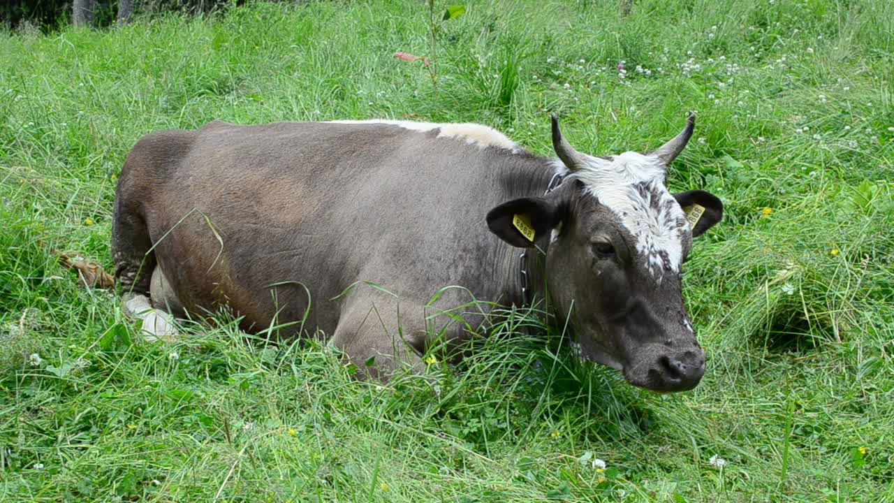 Sapi di pegunungan. Rumput, pegunungan, dan sapi