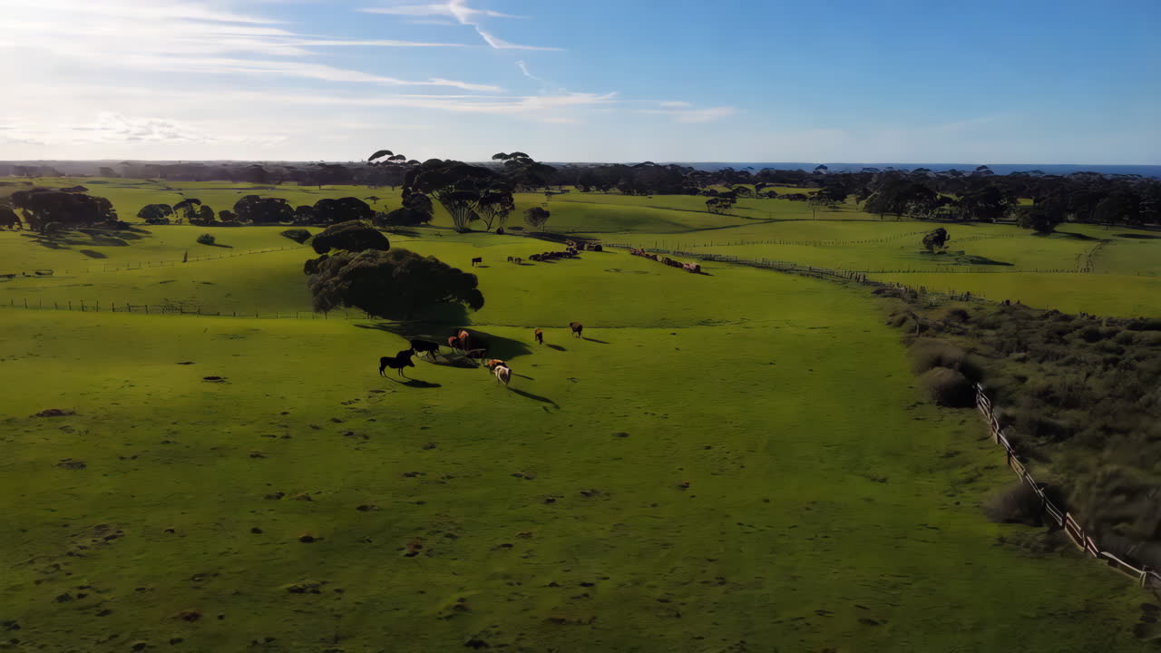 Aerial View of Lush Green Pastures with Cattle