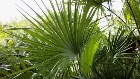 mediterranean fan palm frond in lush jungle background on sunny day