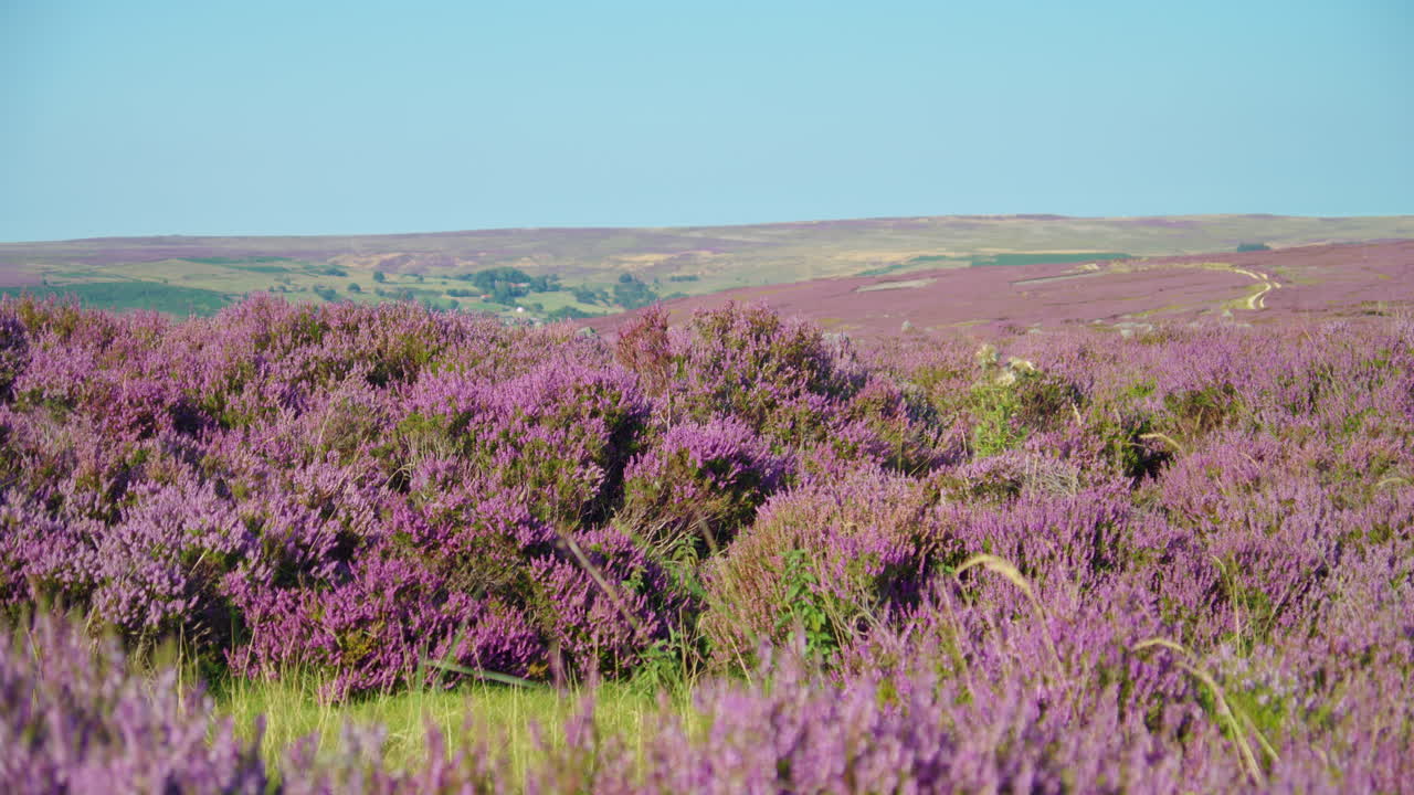 temporada de brezo, parque nacional de north york moors yorkshire verano 2022 - cámara de cine prores 4k clip 13
