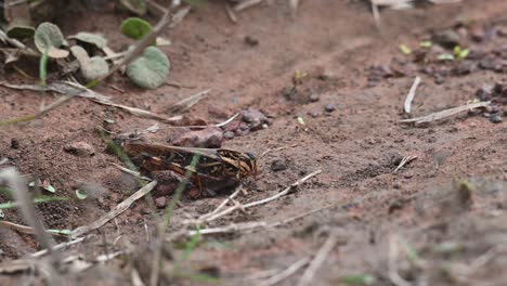 grasshopper, caelifera