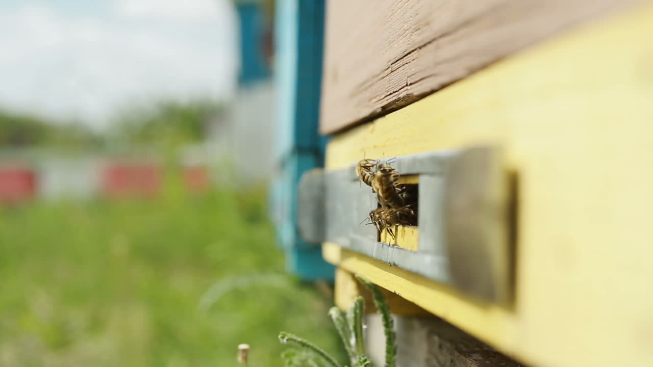 Bees Flying Out Of The Hive. Bees flying out of the hive in summer, sunny day to nectar