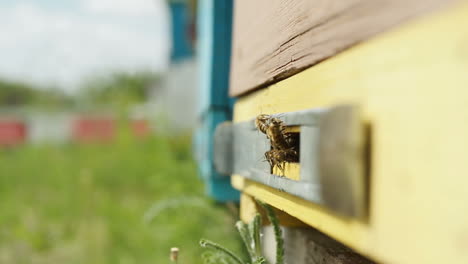 bienen fliegen aus dem bienenstock. bienen fliehen im sommer, an einem sonnigen tag, zum nektar.