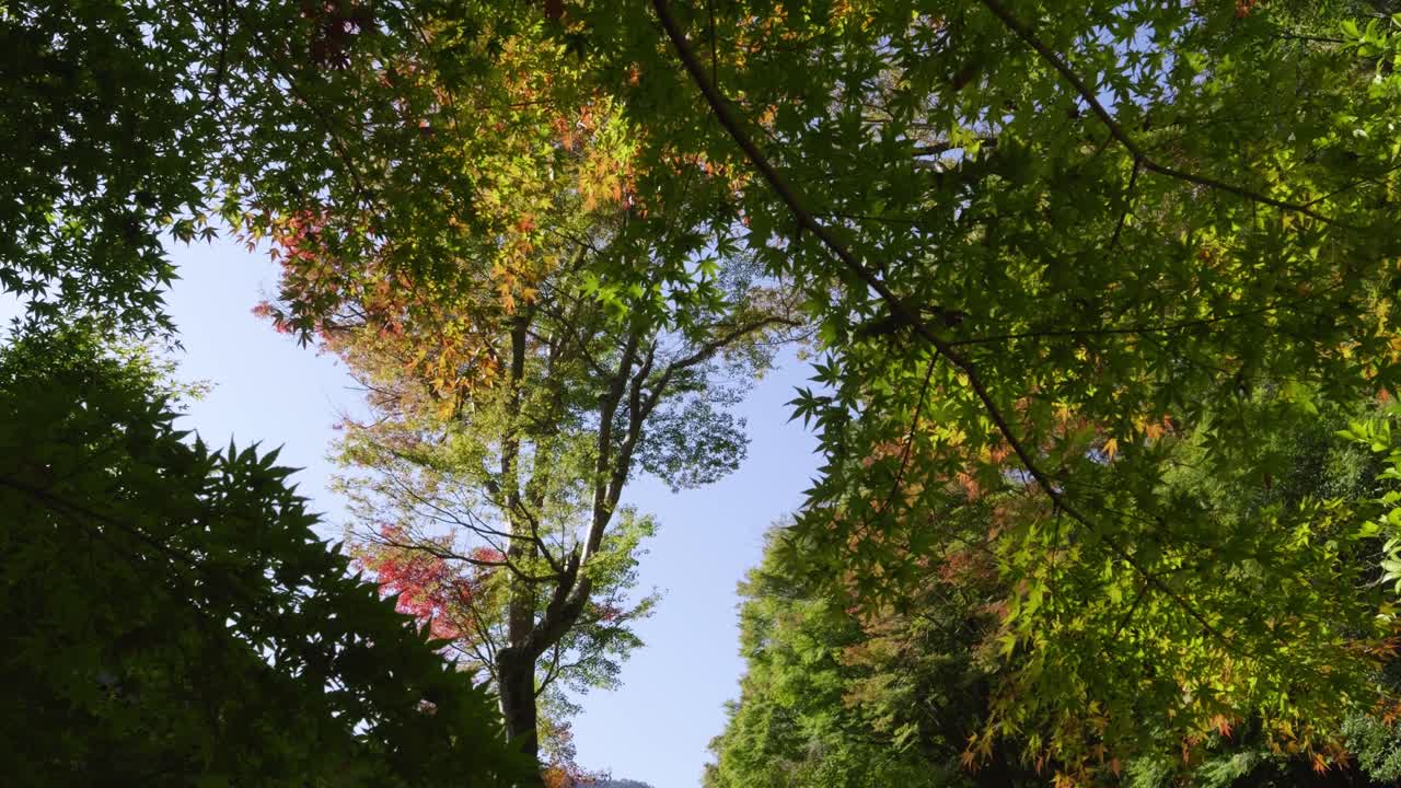 Slow notion rotating shot looking up over perfect maple leaf trees