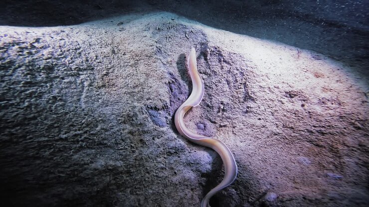 An amazing Ghost Ribbon Eel seen from above, looking for its way on the ocean's sandy bottom during the night