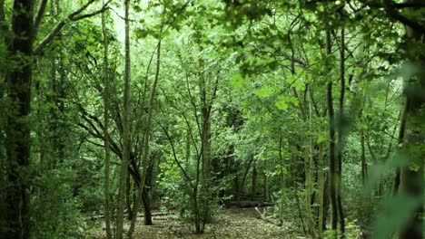 Un-Frondoso-Bosque-Se-Asoma-Detrás-De-Un-árbol-Imponente,-Ofreciendo-Una-Visión-De-La-Grandeza-Oculta-De-La-Naturaleza