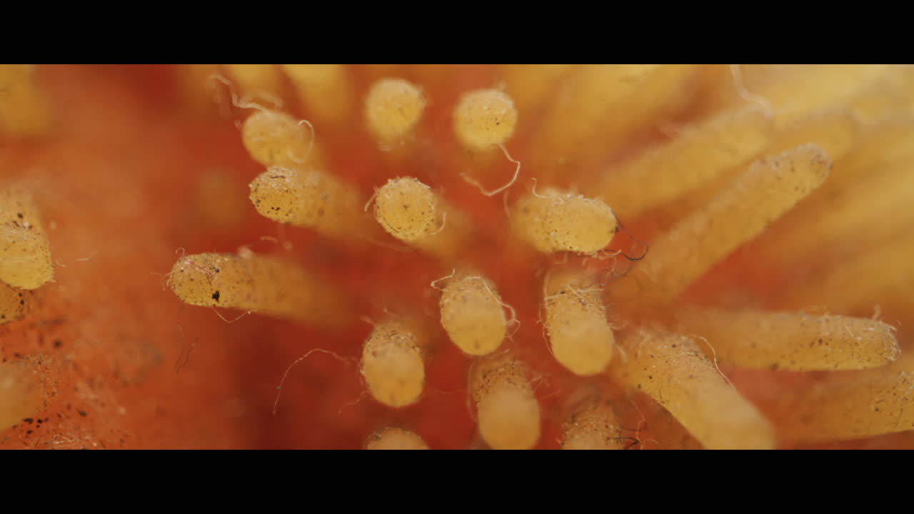 Close-up view of flower stamen