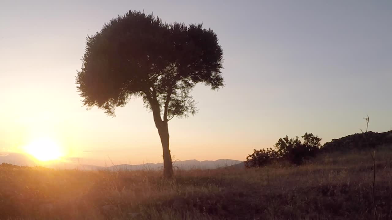 Panorâmica de uma árvore solitária com o céu do pôr do sol ao fundo. O sol da manhã brilha nas colinas. Vídeo conceitual de solidão da natureza de arquivo.