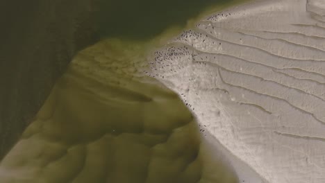 aerial view of birds on a sandbar