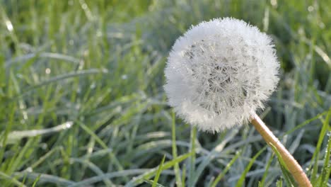 frozen dandelion in sunlight on a blurred background of green grass