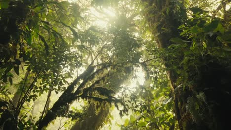 Amidst-the-jungle's-dense-and-verdant-foliage,-towering-trees-reach-for-the-sky,-while-faint-sunlight-filters-through-the-canopy-above