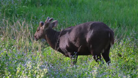 indian hog deer, hyelaphus porcinus