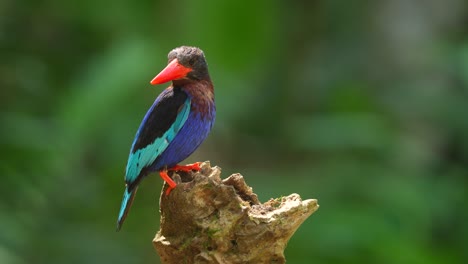 stork-billed kingfisher perched on a branch