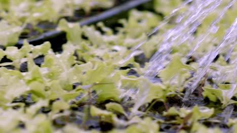 roots eagerly absorb water, fuelling the growth of hydroponic lettuce