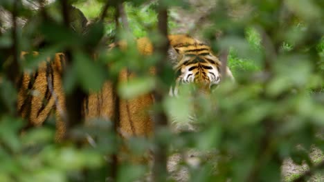 Un-Tigre-Que-Usa-El-Bosque-Como-Camuflaje-Hace-Contacto-Visual-Mientras-La-Cámara-Se-Acerca