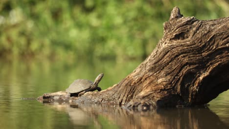a terrapin sun basking on a dead tree in a waterhole. filmed form an underground hide at a low angle, greater kruger