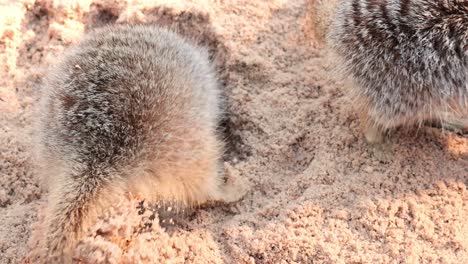 meerkats digging and exploring sandy ground