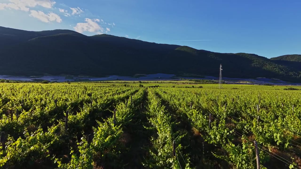 Paesaggio vitivinicolo alla luce della sera vicino alle montagne con cielo sereno