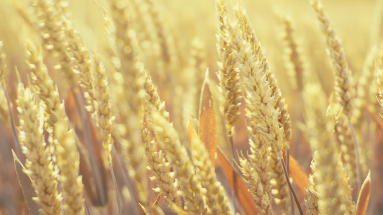 Golden wheat field in the sunshine, showcasing ripe grains ready for harvest. This close-up shot captures the beauty and abundance of nature, symbolizing growth, agriculture, and healthy living.