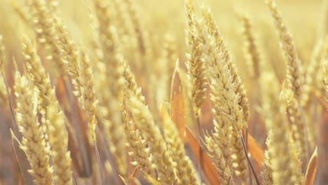 golden wheat field in the sunshine, showcasing ripe grains ready for harvest. this close-up shot captures the beauty and abundance of nature, symbolizing growth, agriculture, and healthy living.
