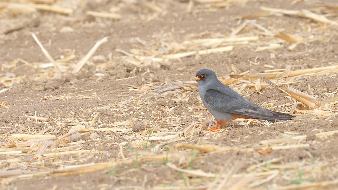 A male red-footed falcon standing in a field, looking around in search of prey
