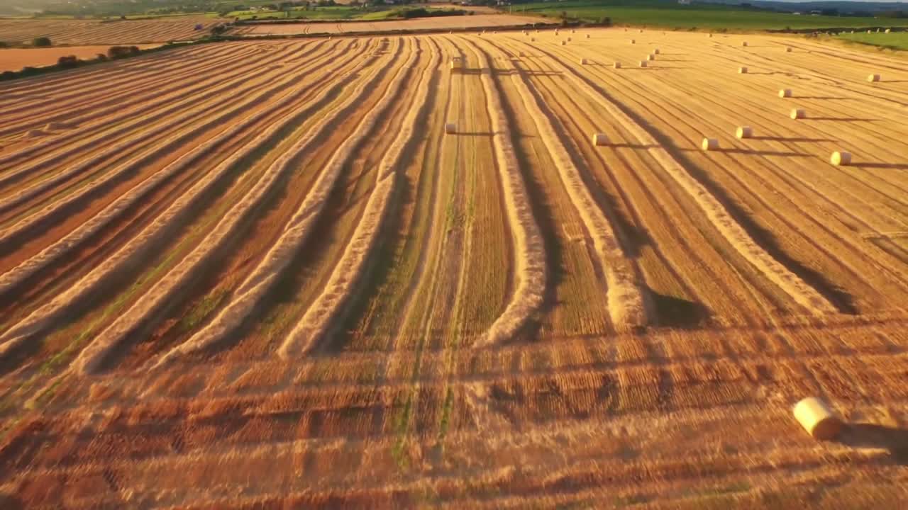 Drone footage of golden fields