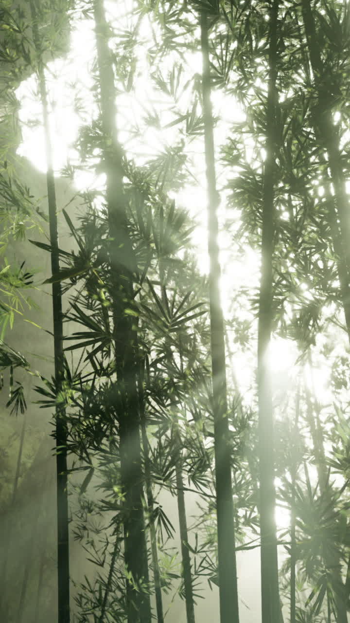 Luce del sole che filtra attraverso una fitta foresta di bambù nelle prime ore del mattino