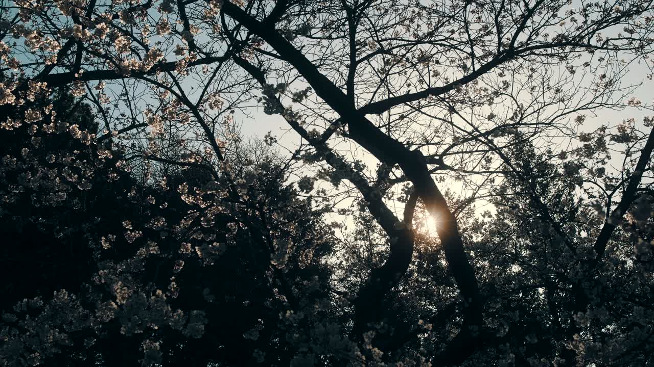 Cherry blossoms at peak bloom in the park.