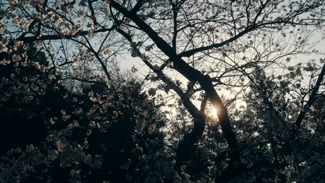 cherry blossoms at peak bloom in the park.