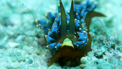 Caracol-De-Mar-Trinchesia-Yamasui-Con-Cerata-De-Punta-Azul-Y-Amarilla-Suave