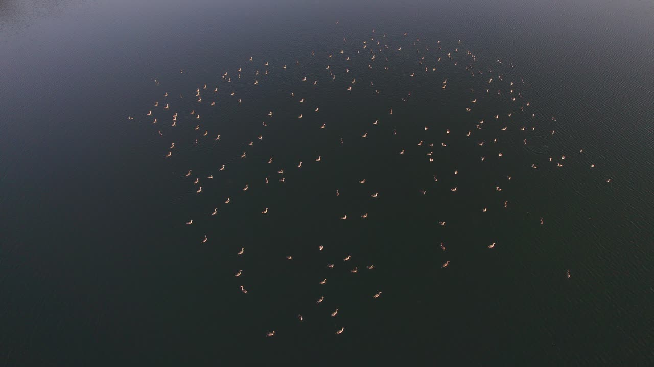 호주 퀸즐랜드 최북단 애서튼 테이블랜드에 있는 호수 배린에서 오리 노를 젓는 모습 - 드론 샷