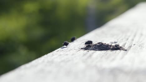 excrementos de pájaros en una barandilla de madera y moscas luchando sobre ellos