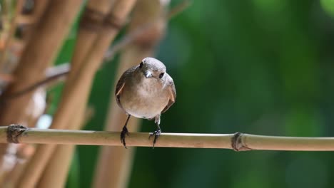 Papamoscas-De-Garganta-Roja,-Ficedula-Albicilla