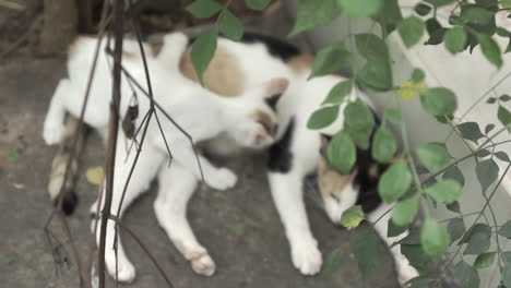 dolly out of a stray female cat feeding her kitten among the plants and leaves of an abandoned house backyard