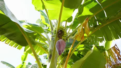 Bananenbaum-Mit-Jungen-Früchten-Und-Bananenblüte-Gegen-Sonnenlicht