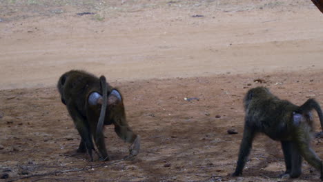 papio anubis olive baboon in a national park of kenya