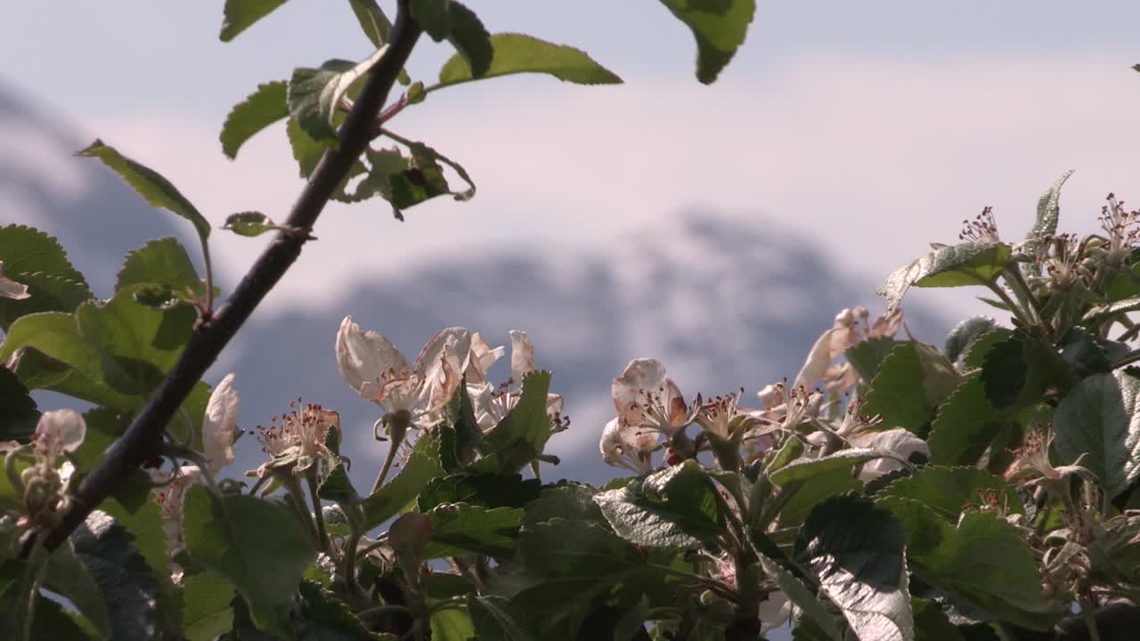manzana florece en un fiordo en noruega