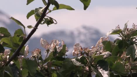 apple blooms in a fjord in norway