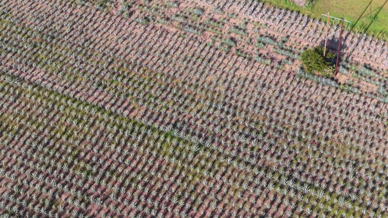 High-angle aerial of agave farming in the mezcal-producing region
