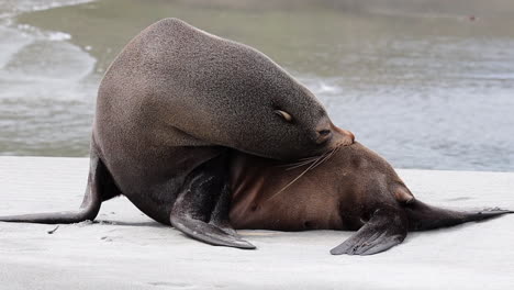 retrato de un león marino de foca en nueva zelanda