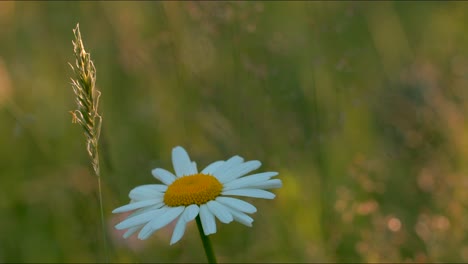 daisy in a field at sunset