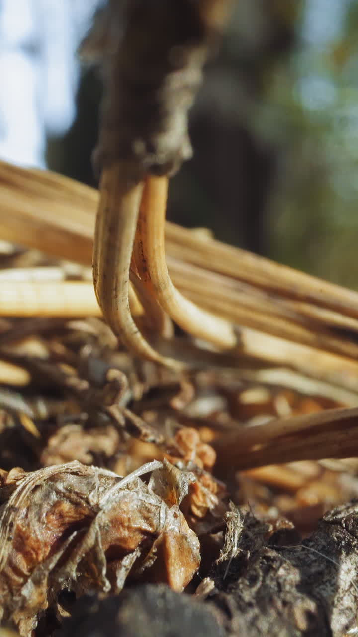 Group of black ant insects runs among dry yellow pine tree needles lying on ground in wild spring forest on sunny day super close view wide