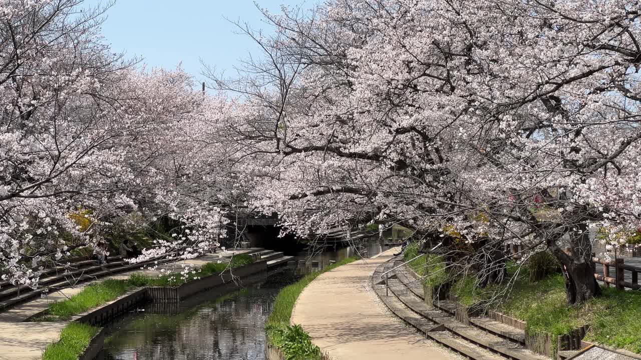 Stunning river flanked by cherry blossoms in Japan, tilt up shot