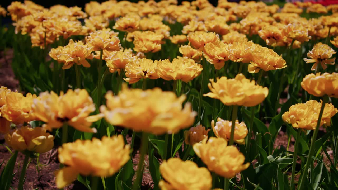 Tulipani giallo brillante fioriscono in file ordinate sotto la luce del sole. Steli verdi si ergono alti, sostenendo petali aperti. Una messa a fuoco morbida evidenzia la profondità di campo in tutto il campo. Nessuna persona presente.