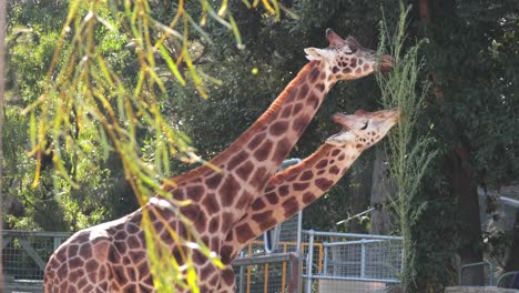 two giraffes eating leaves at melbourne zoo