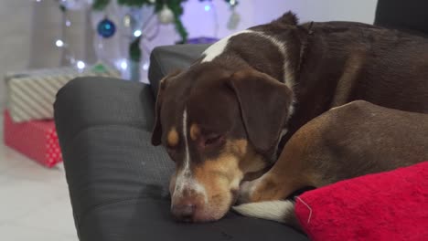 perro solo en la triste noche de navidad